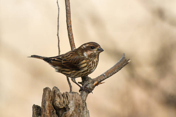 istock Female Purple Finch (Haemorhous purpureus) 995513488