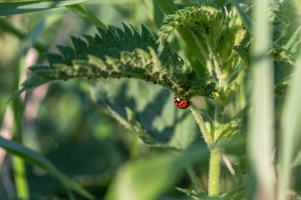 red ladybird with black dots on a nettle