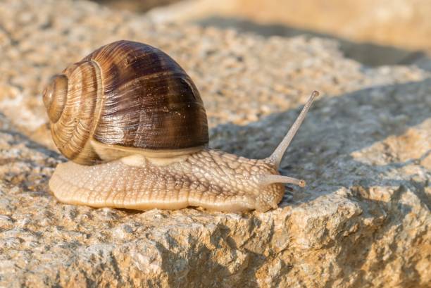 istock Brown Roman snail on a stone 995517736