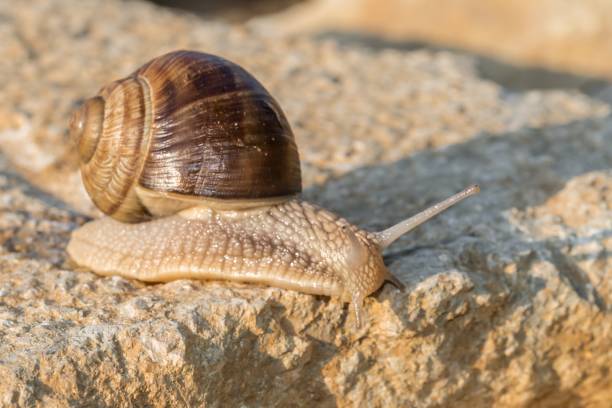 istock Brown Roman snail on a stone 995517894