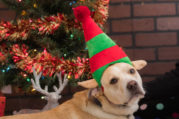 istock Labrador dog wearing an elf hat 995518042