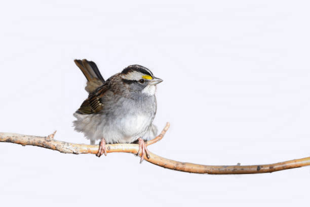 istock White throated sparrow (Zonotrichia albicollis ) isolated on white background 995518430