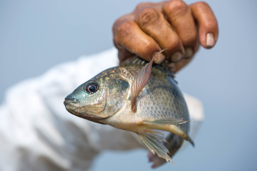 A fisherman holds up a tilapia caught in Inle Lake.