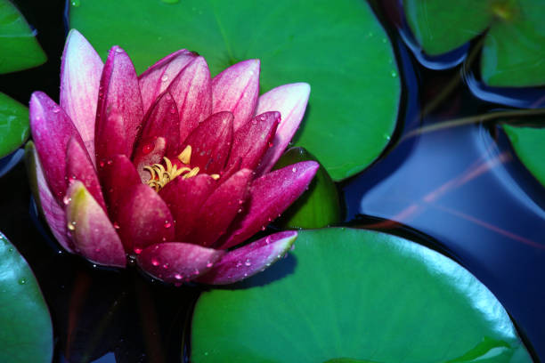 istock Pink Water lily garden 995530766