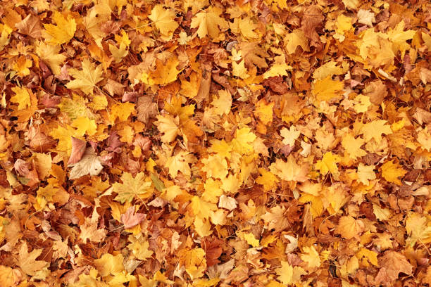 sfondo foglie autunnali senza soluzione di continuità - dry leaves foto e immagini stock