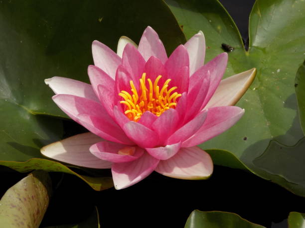 istock Collection of flowers 995533498