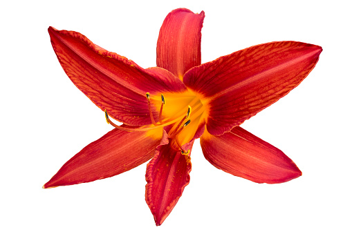 Red Day Lily 'Red Magic' flower isolated on white.