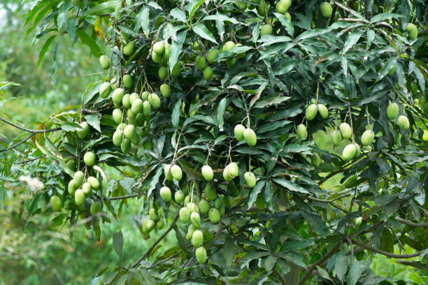 https://media.istockphoto.com/id/995551892/photo/mango-farming-at-kavre-nepal.jpg?s=612x612&w=0&k=20&c=7DWGfQ7JgX_mBlQJc1fQzVkpxLUmZ6x9VMBHCd5eFF8=