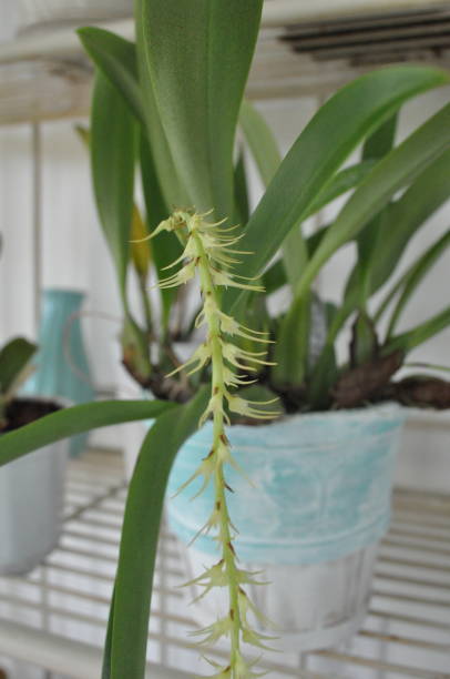 istock Various orchids blooming in our sunroom 995552132