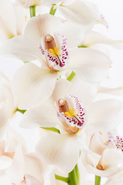 istock white Cymbidium orchid branch 995553352