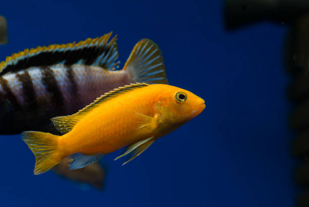 istock aquarium fish labidochromis yellow 995557476