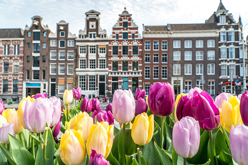 Traditional old buildings in Amsterdam with colorful tulips, the Netherlands