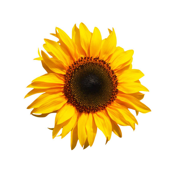 istock Sunflower isolated on white background 995567240