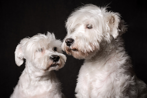 Animal portrait of two white schnauzer dogs on dark background.