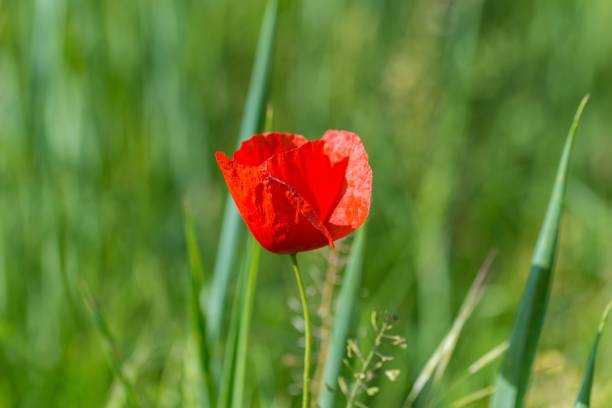 istock Poppy on a field in spring 995575858