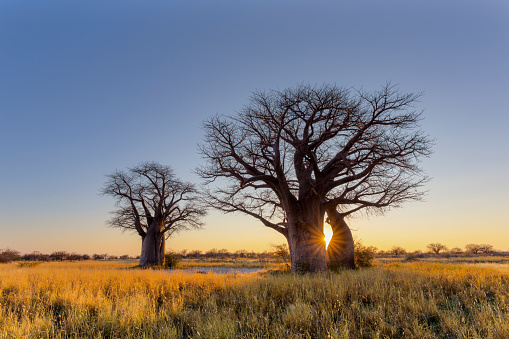 Sun starburst at the baobab trees Botswana