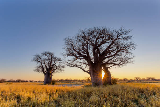 słońce wystają na drzewach baobabu - african baobab zdjęcia i obrazy z banku zdjęć