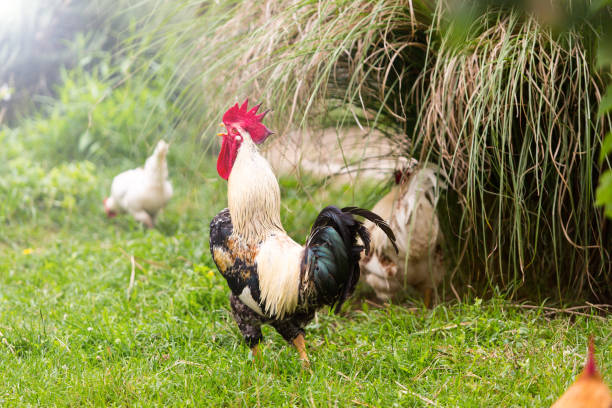 istock big proud rooster walking in the garden 995576514