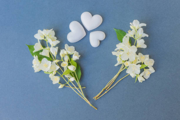 istock White jasmine flowers on a dark background 995576544