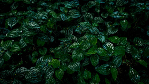 istock Vertical garden with tropical green leaf, contrast 995576566