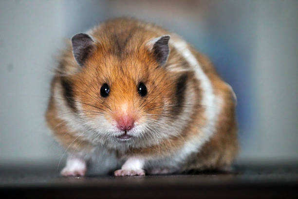 istock Beautiful Syrian hamster. close up 995577080