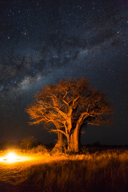 istock Campfire under baobab trees and the milky way 995577112