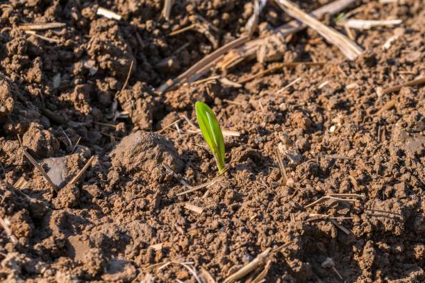 istock Young green shoots sprout from a field 995577658