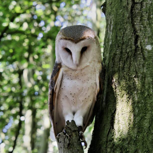 istock A view of a Barn Owl in a tree 995583966