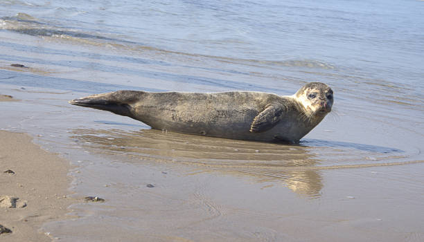 seal "nSeal looking at the camera on the sandy shore Need help seal pup stock pictures, royalty-free photos & images