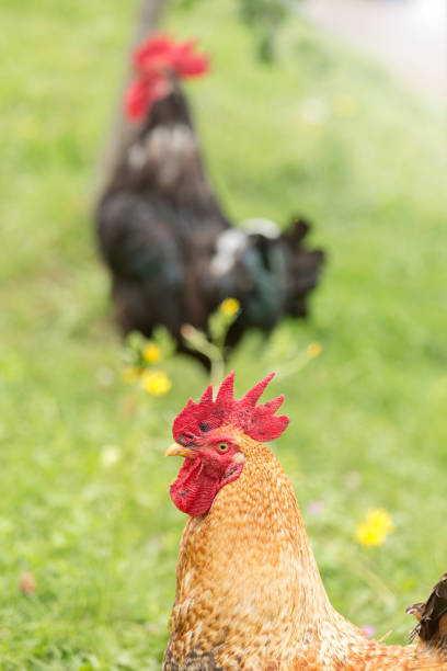 istock big proud rooster walking in the garden 995595484
