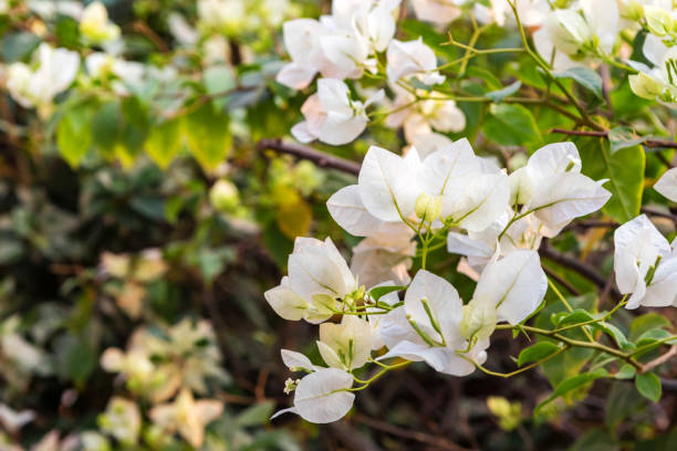 istock White bougainvillea flowers 995599660