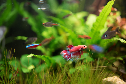 Siamese fighting fish (Betta splendens) in a fish tank. Close up shot.
