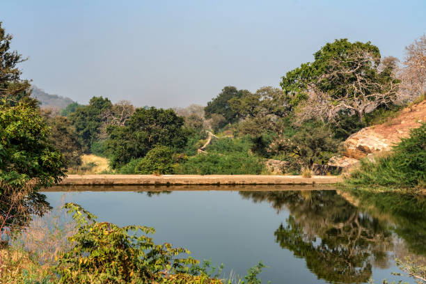 istock Landscape with trees and lake in Ranthambore, India 995603554