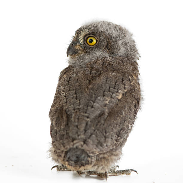 istock European scops owl (Otus scops) isolated on white background 995604004
