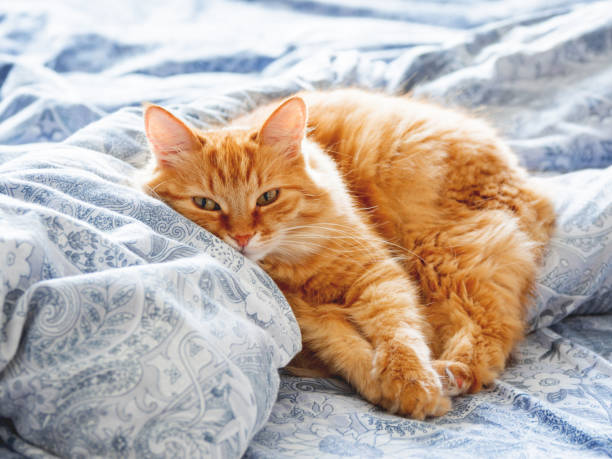 istock Cute ginger cat lying in bed. Fluffy pet looks curiously. Cozy home background. 995609090