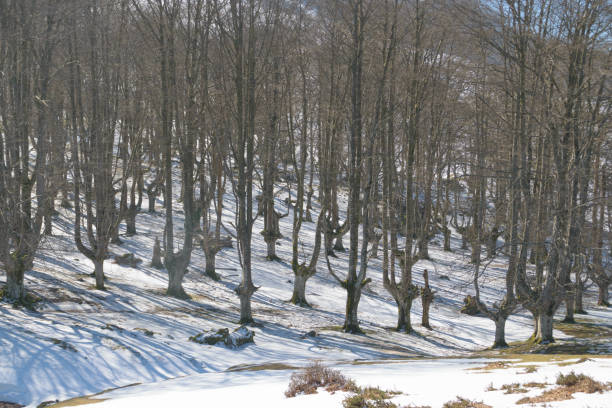 istock snowy mountainous forest in winter 995612884