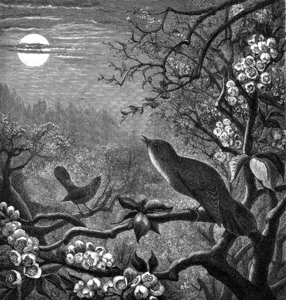Nightingales singing at night Illustration from 19th century nightingale stock illustrations