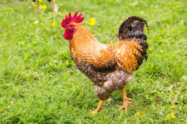 istock big proud rooster walking in the garden 995614328