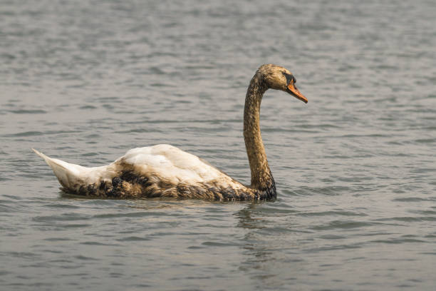 cigno muto ricoperto di olio - oil slick foto e immagini stock