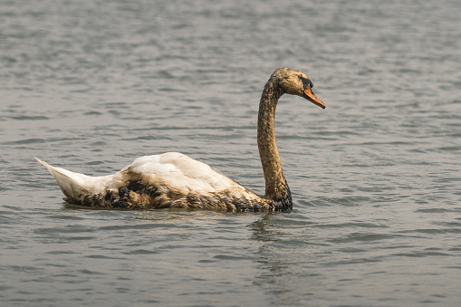 Daytime autumn side view close-up of a single mute swan (Cygnus Olor) rising from a pond cleaning and drying its wings, with reflection in the water that is coloring green from reed at the water's edge in the background [series 4/4]