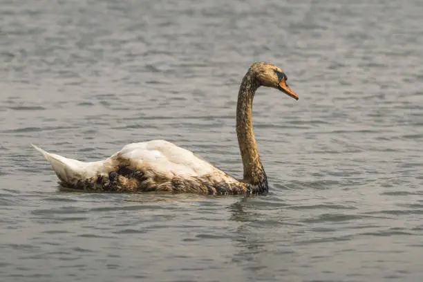 Photo of Mute Swan covered in oil