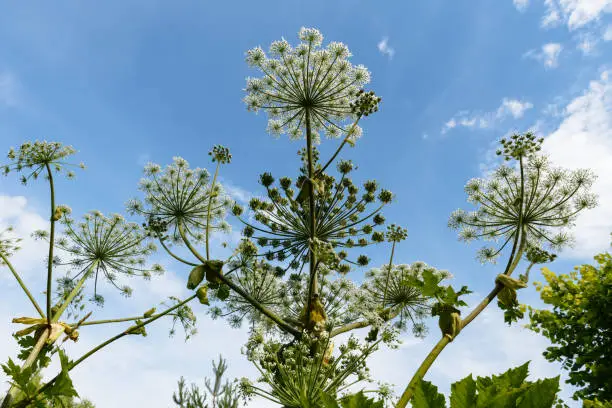 Heracleum Sosnowskyi on blue sky background, cow parsnip blooms