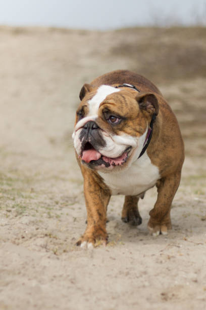 istock English bulldog 995623758