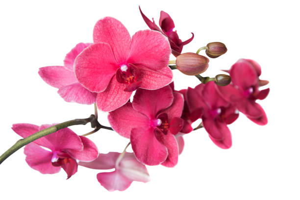 istock A branch of red orchid. 995624416