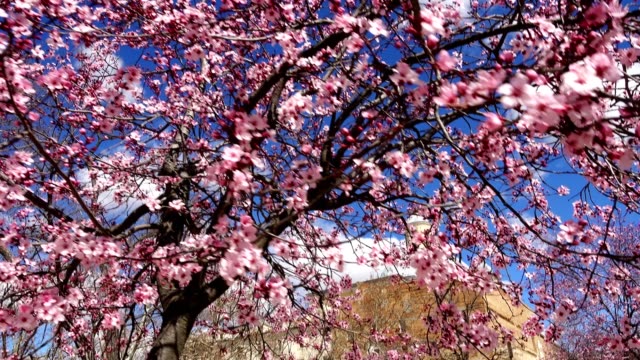 The blossoming Oriental cherry in the spring.