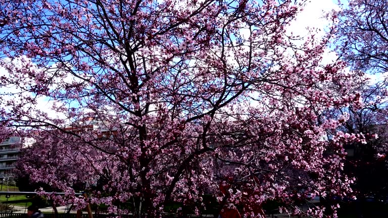 The blossoming Oriental cherry in the spring.