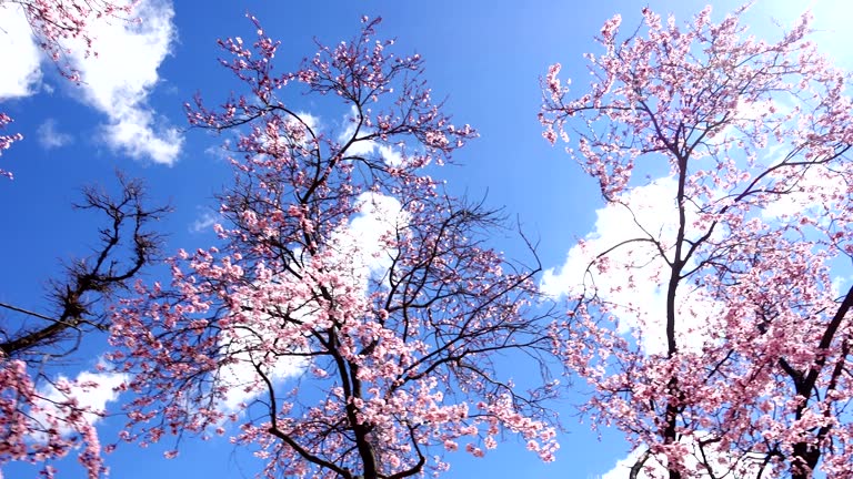 The blossoming Oriental cherry in the spring.