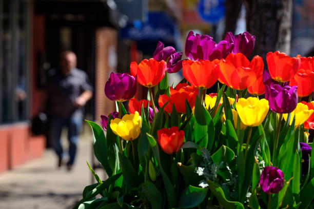 Springtime and the tulips are blooming.