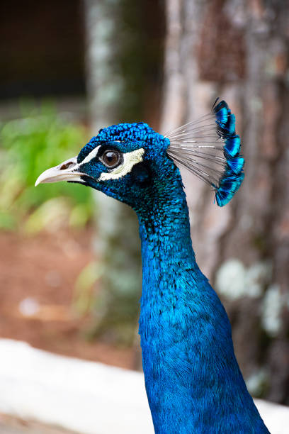 istock Peacock - Pavo cristatus 995641496