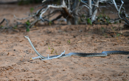 Black Mamba in Chobe Park